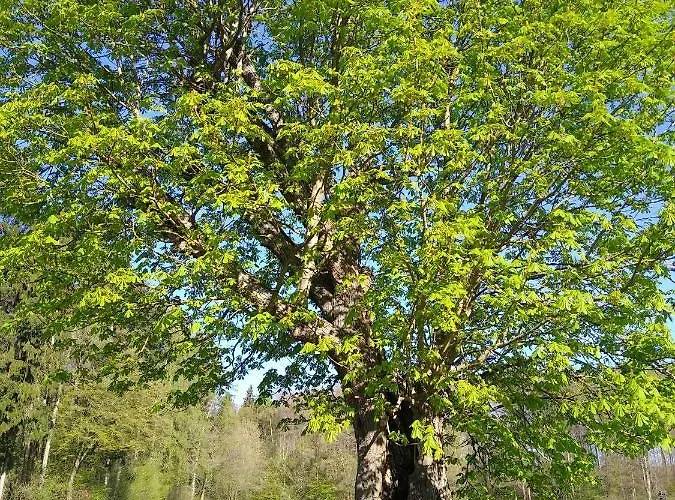 Ferienapartment Schlosser Diez